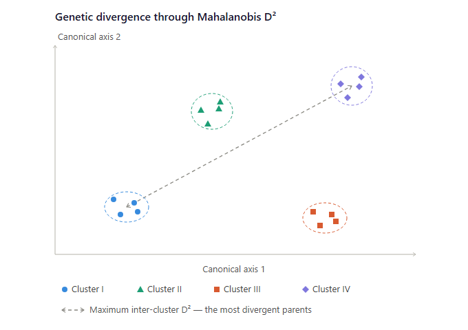 Genetic divergence clustering of genotypes using the Mahalanobis D2 statistic